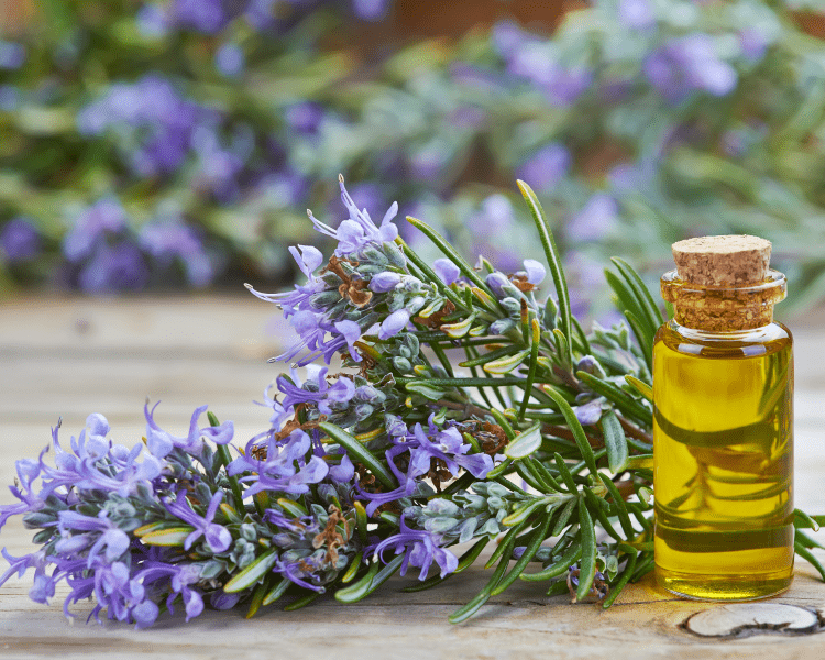 rosemary flowers and infused oil for skin