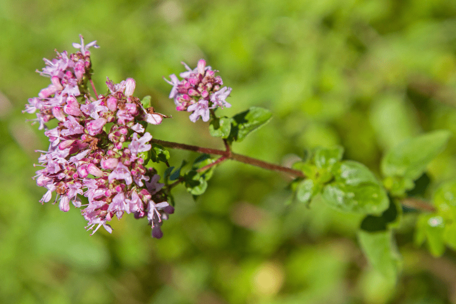oregano
