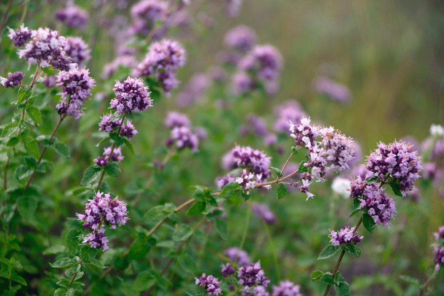 oregano