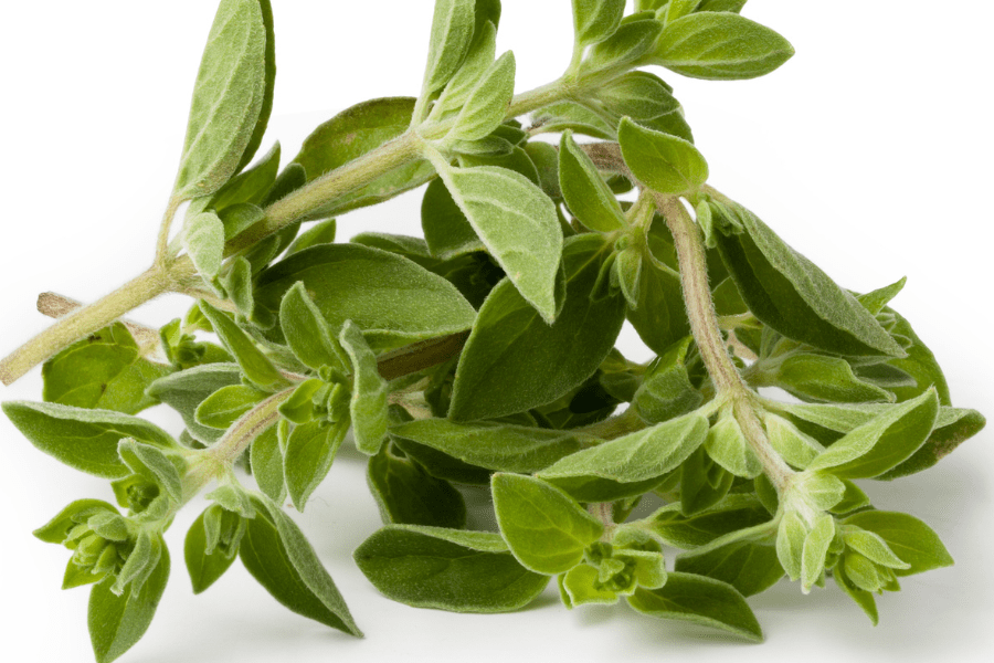 oregano