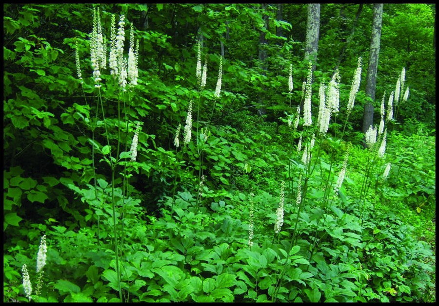 BlackCohosh