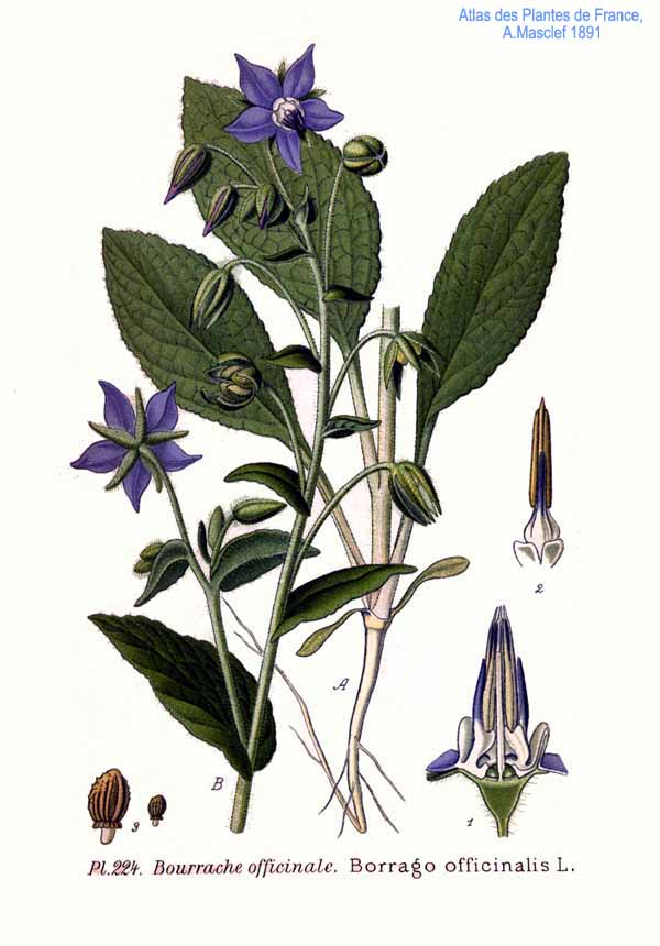 Borago officinalis L