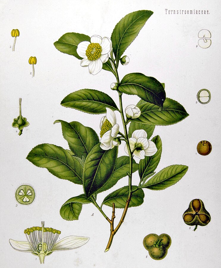 Camellia sinensis green tea