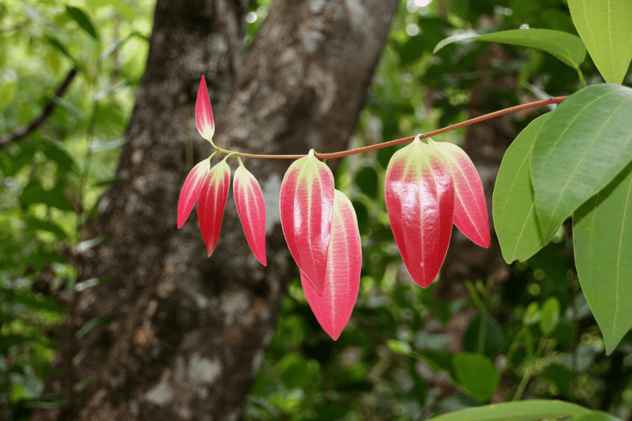 Ceylon Cinnamon (Cinnamomum verum)