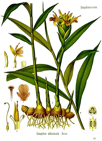 Zingiber officinale ginger