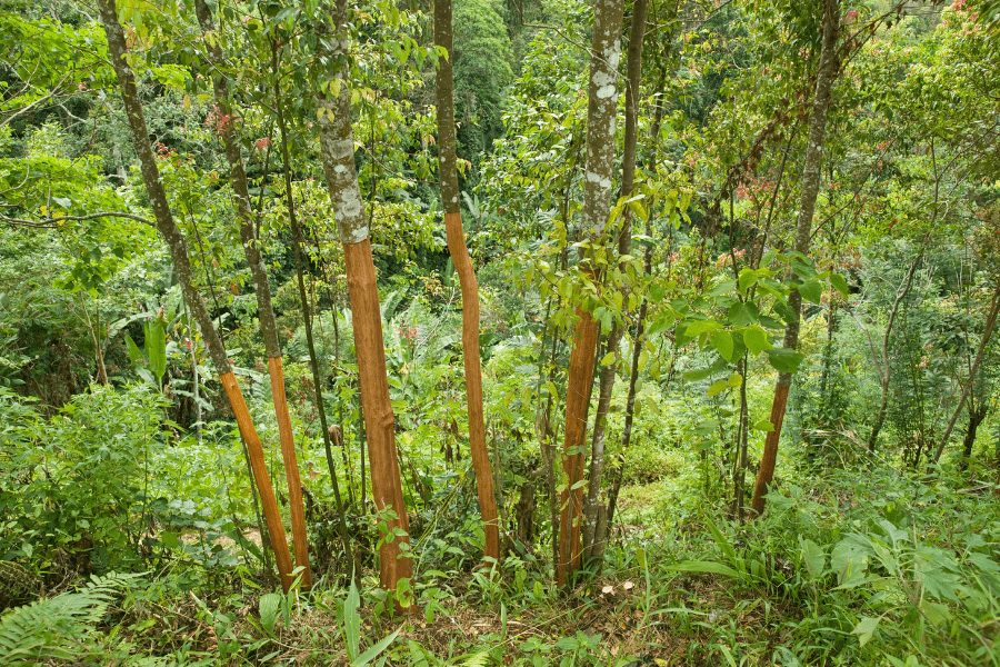 cinnamon bark