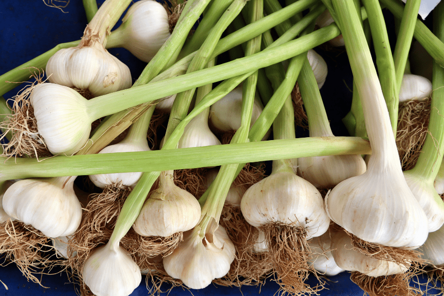 garlic fresh harvest before drying