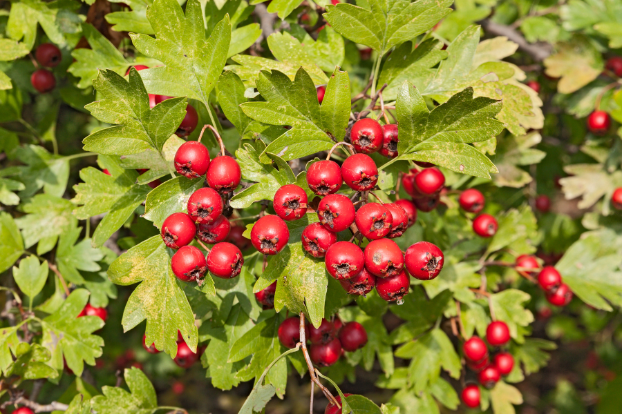 hawthorn berry