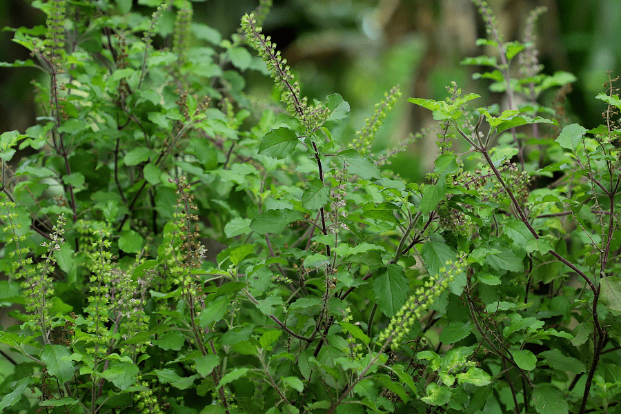 holy basil tulsi