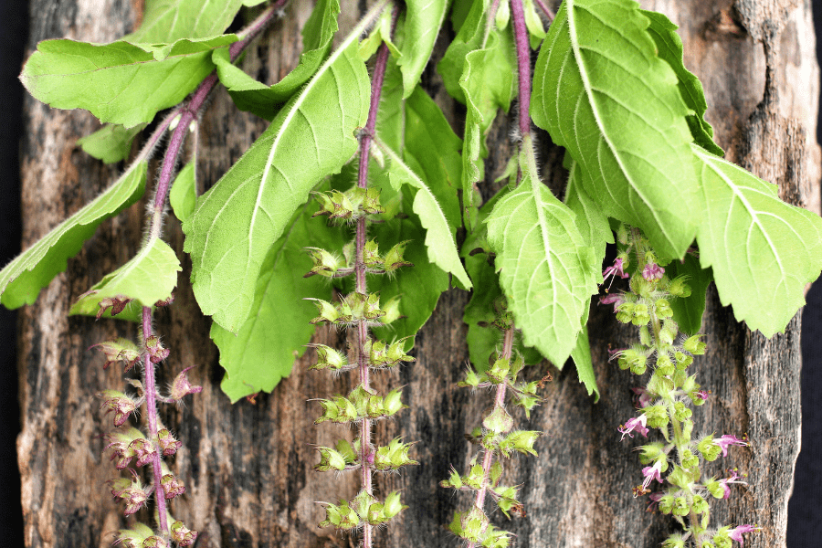 holy basil tulsi2