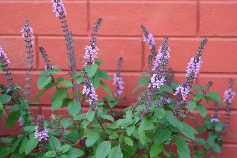 holy basil tulsi3