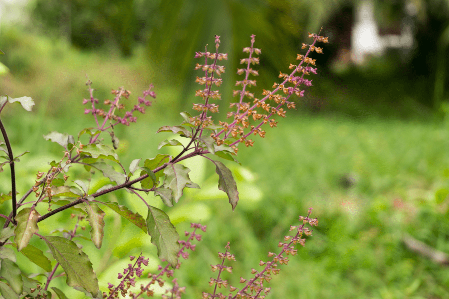 holy basil tulsi4