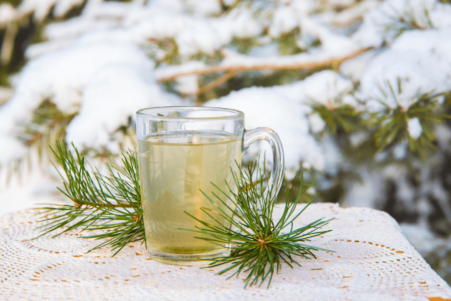 pine needle tea