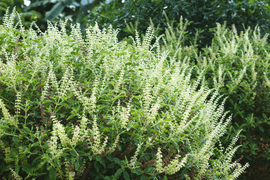 tulsi holy basil