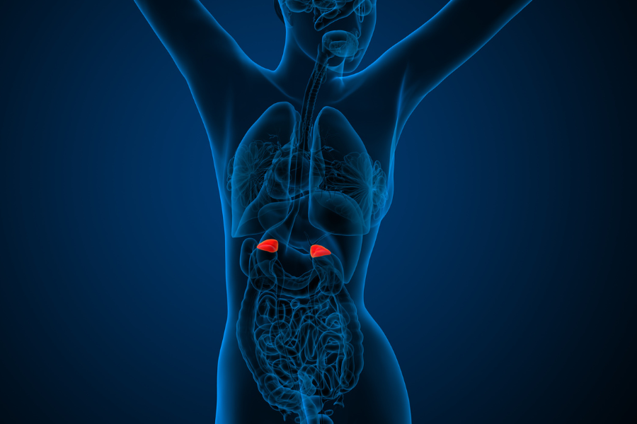 adrenal glands