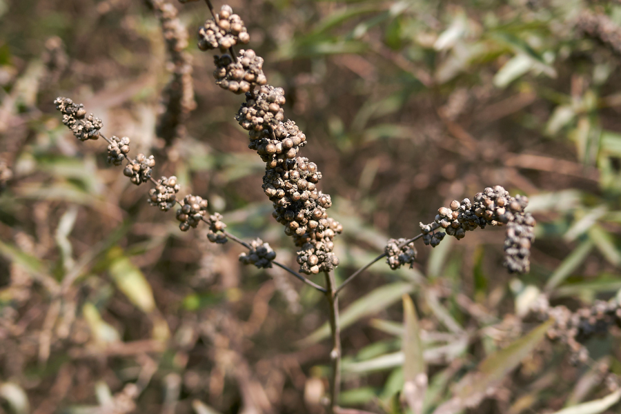 Vitex agnus-castus