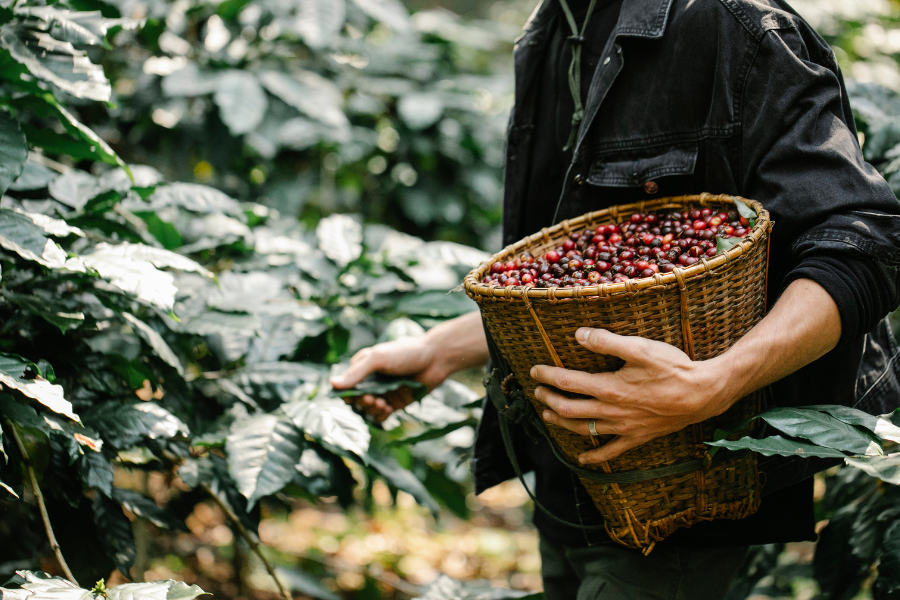 sourcing quality coffee beans