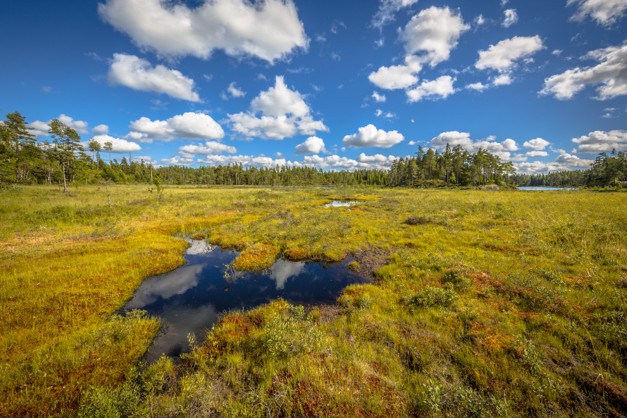 Peat bog in Glaskogen