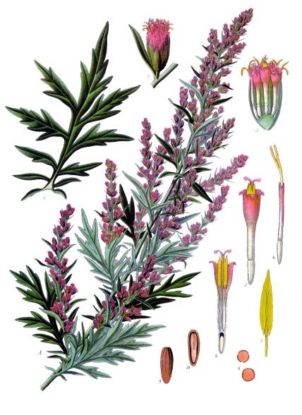 artemisia vulgaris L mugwort, armoise