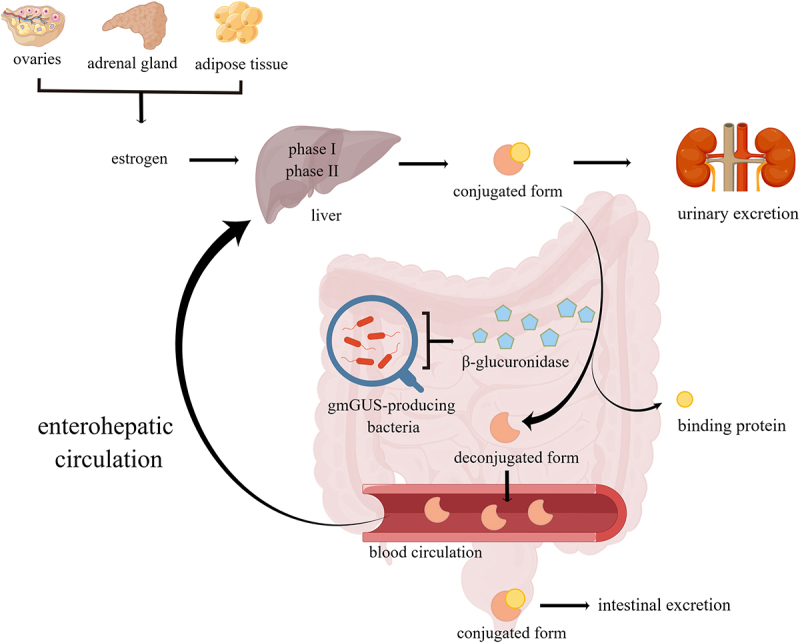 Gut microbiota and estrogen