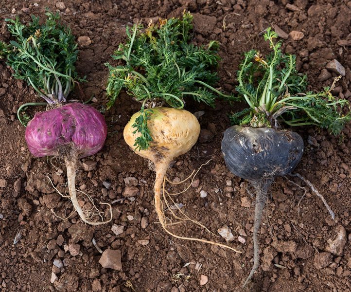 red yellow and black maca roots