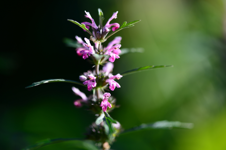 Motherwort (Leonurus cardiaca)