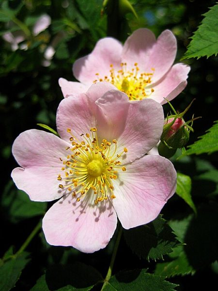 540px Divlja ruza cvijet 270508
