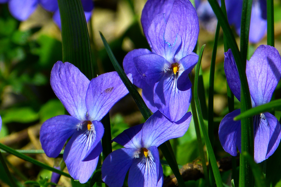 spring tonics violet