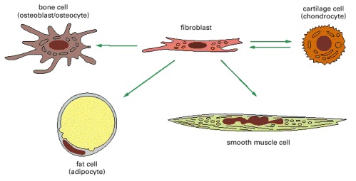 fibroblast