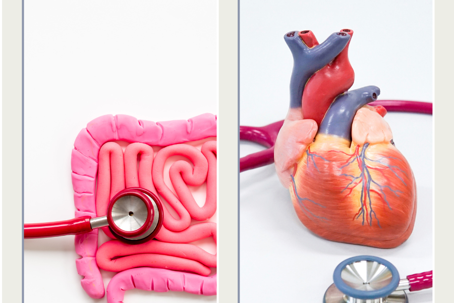 gut-heart connection