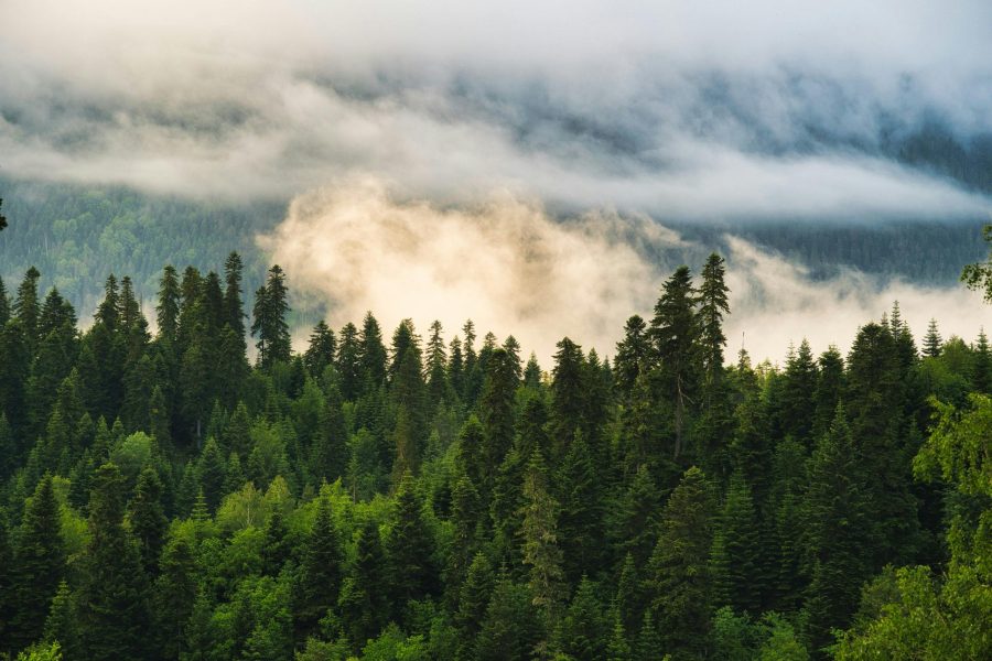 Evergreens for Solstice Medicine Traditions