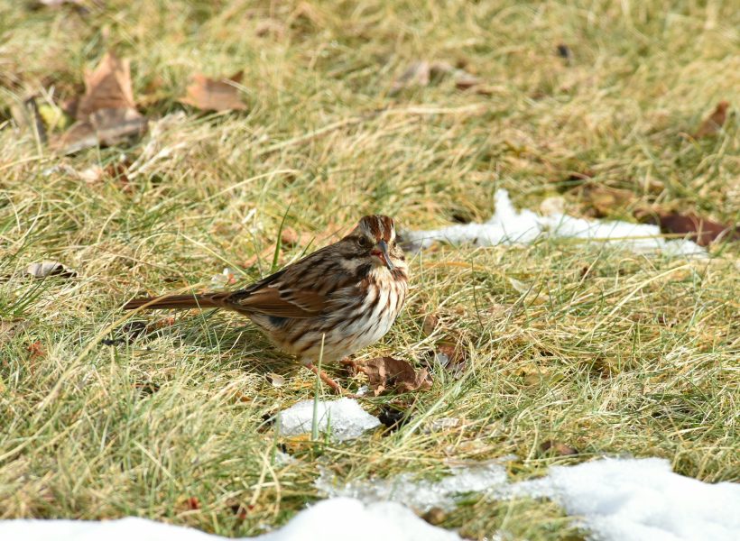 winter wellness to spring renewal a sparrow among the last snow