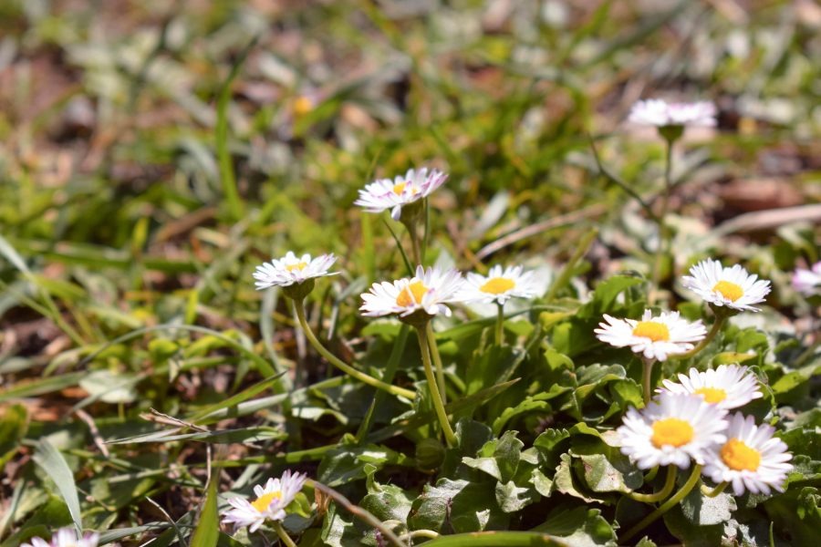 spring tonics for inflammation