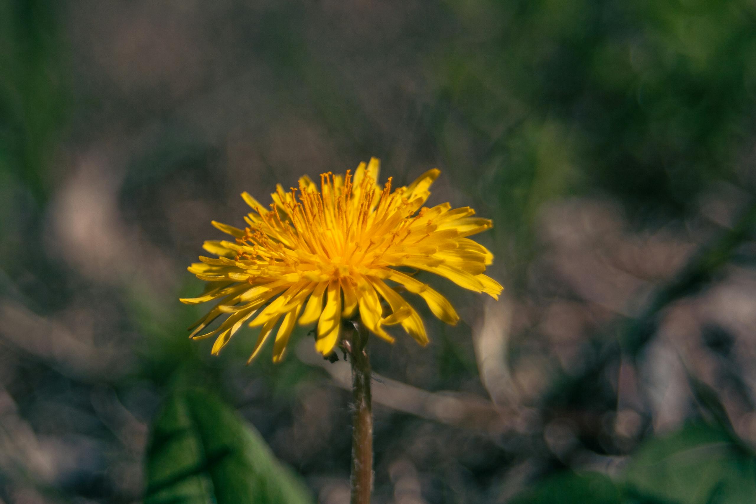 spring detox industry dandelion