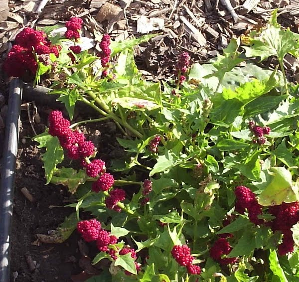 perpetual vegetable food forest
