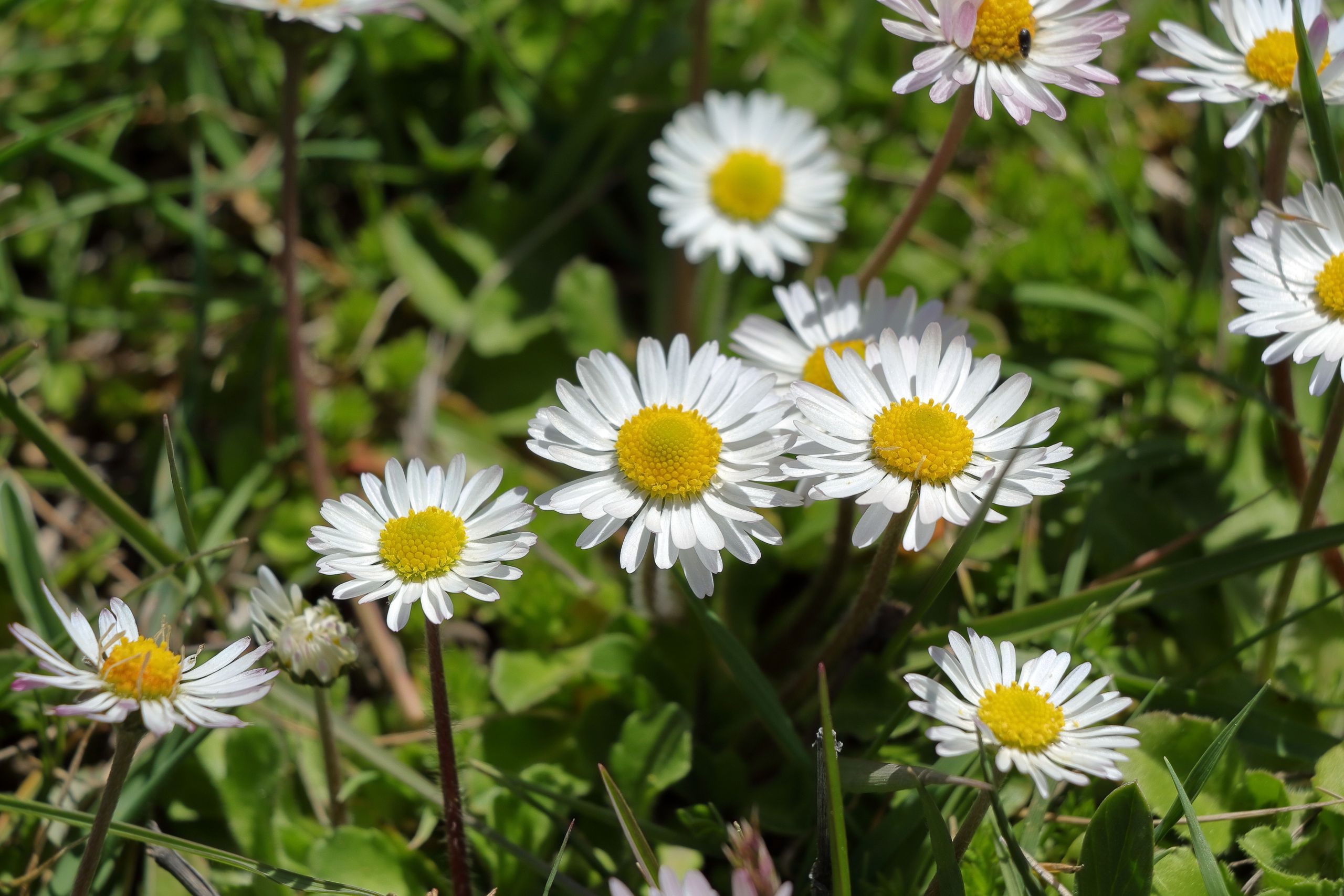 what the soldier carries bellis perennis