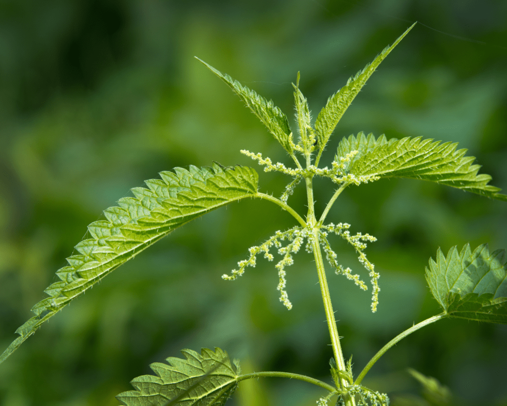 seasonal anti-inflammatory herbs nettles