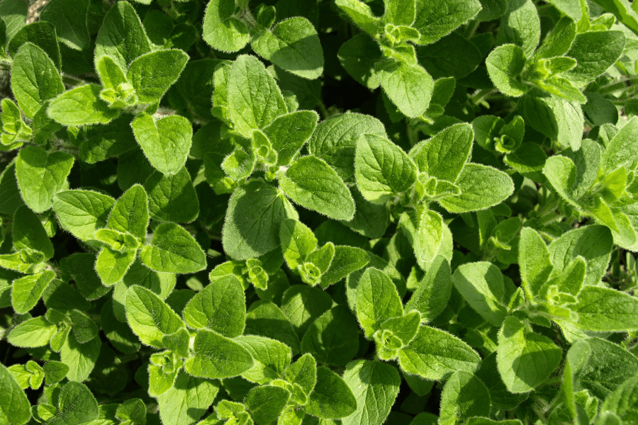 oregano
