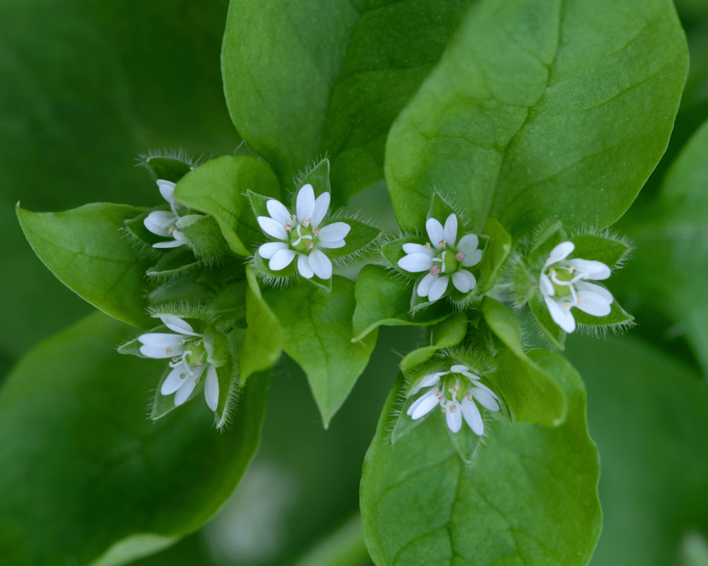 chickweed