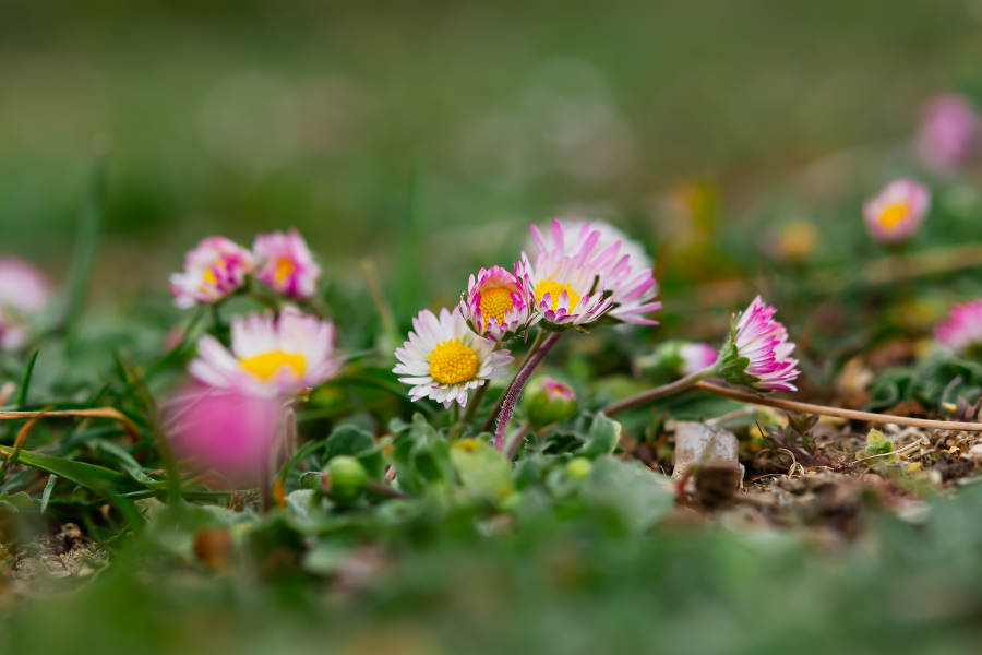 bellis perennis for skincare