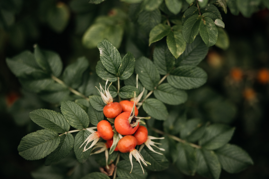 rose hips