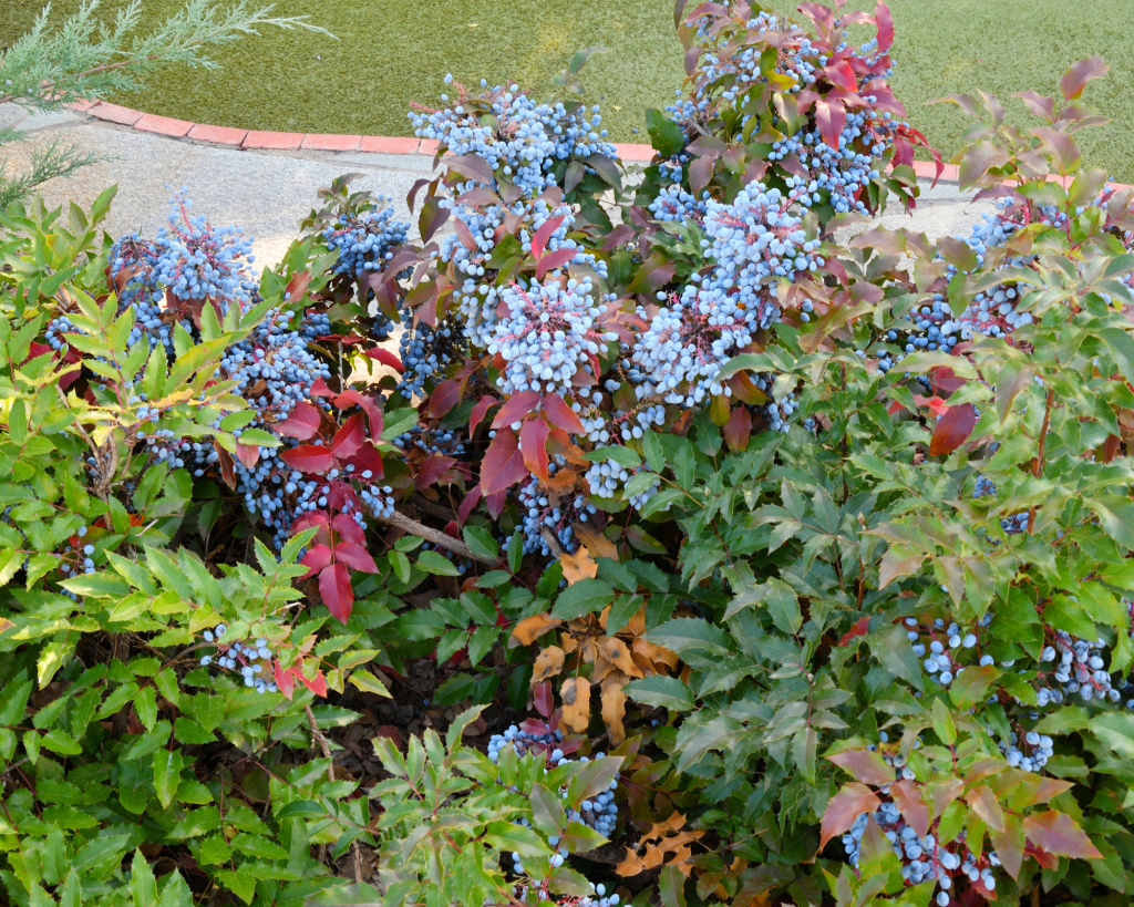 Oregon grape root
