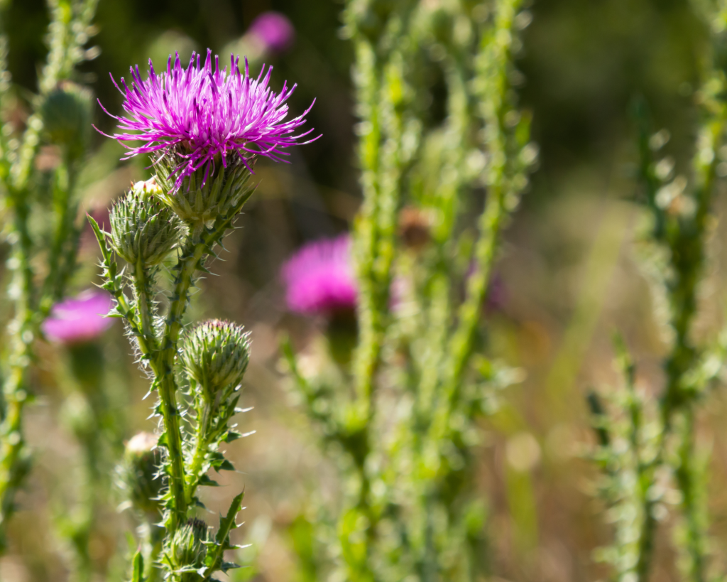 blessed thistle
