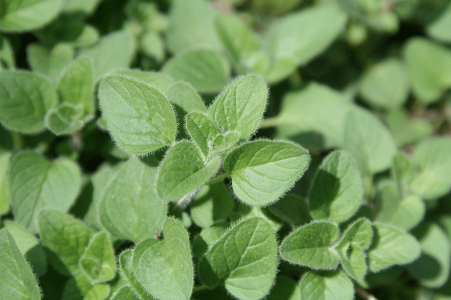 oregano leaves