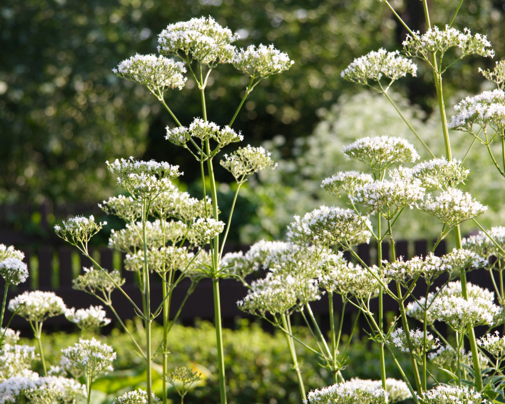 European angelica 