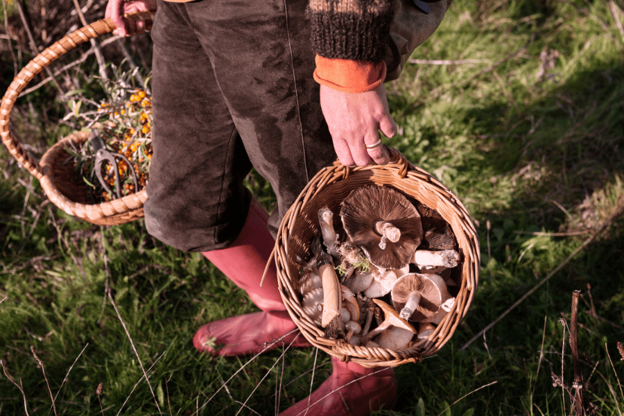 wild foraged foods