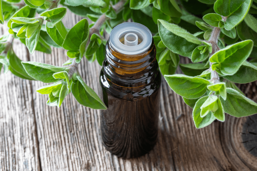 oregano essential oil