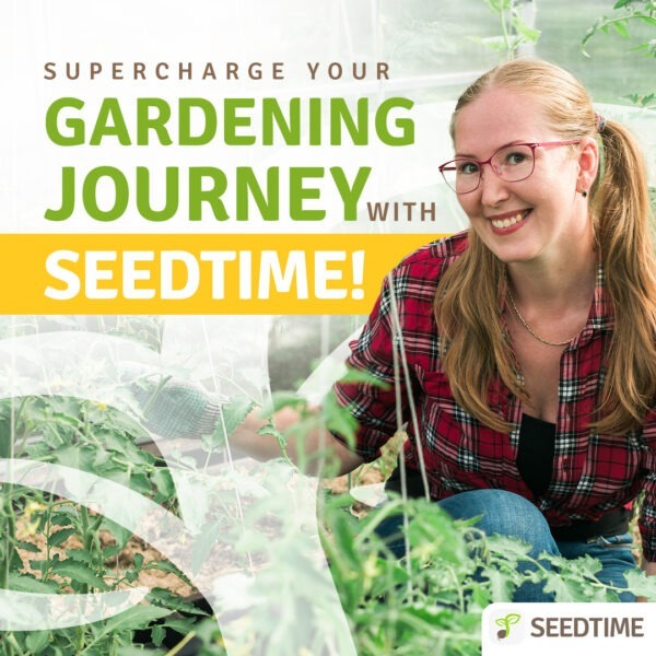 growing herbs for natural wellness seedtime photo advertising gardening journey