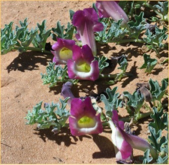 Anti-inflammatory Herb Safety - Devils Claw