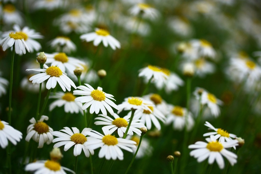 Chamomile (Matricaria chamomilla)